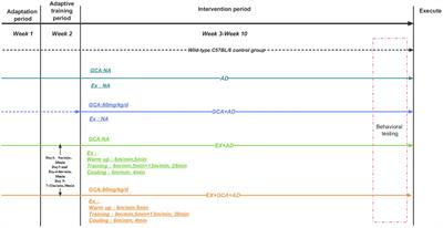 Aerobic exercise combined with chlorogenic acid exerts neuroprotective effects and reverses cognitive decline in Alzheimer’s disease model mice (APP/PS1) via the SIRT1/ /PGC-1α/PPARγ signaling pathway